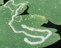  2.:           ,         (Agromyzidae,  Diptera).            ,     . : .. 