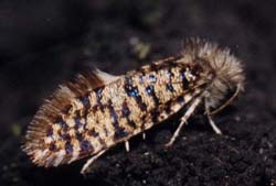 3.: Eriocrania sparrmannella (Bosc, 1791).  18.05.1999    - . . : .. 