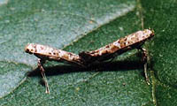 4.:     (Caloptilia (= Gracillaria) syringella (Fabricius, 1794).  10.08.1999, . . : .. 