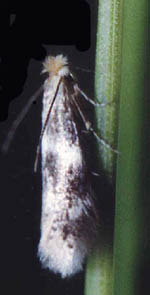 5.Bucculatrix frangutella (Goeze, 1783).  15.06.1999    - . . : .. 