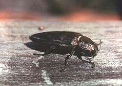    (Buprestis mariana Linnaeus, 1758).   .  20. 07. 2001 .       