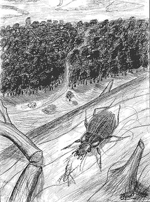   (Carabus stscheglovi Manherheim, 1837).   